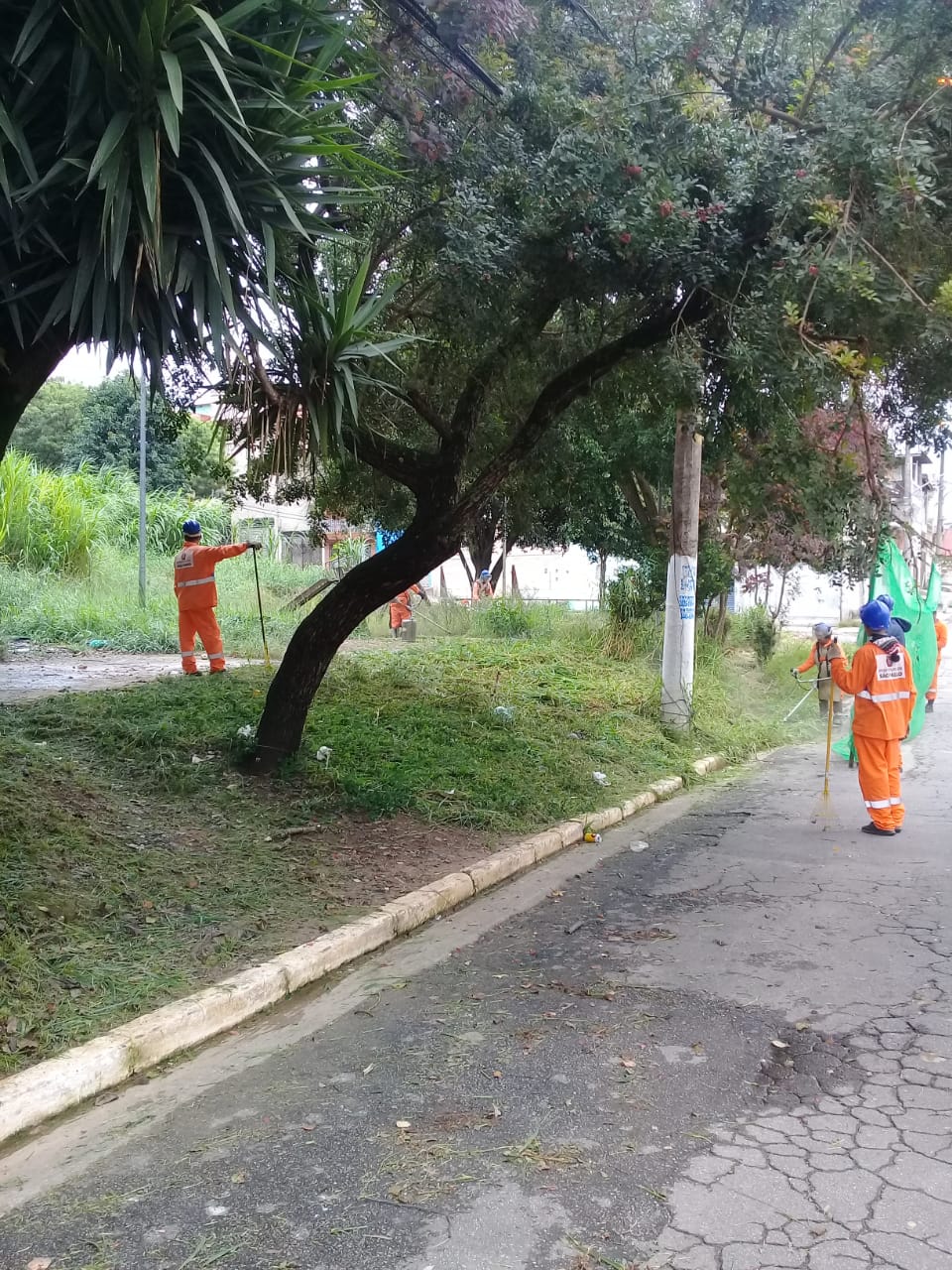 Seis trabalhadores uniformizados de macacão laranja limpam a faixa de grama à esquerda da rua. Usam uma tela verde de proteção, enquanto um faz a roçagem, na beira da guia. Dois estão com rastelos. Outro que trabalha com a roçadeira, só é visto parcialmente. Seu rosto está escondido pelo galho de uma árvore.